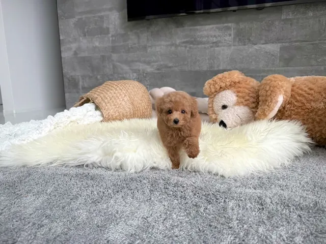 動画