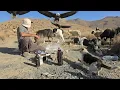 Download Lagu Life of Nomads | Stunning Eagle Hunt Caught on Camera in Remote Hills
