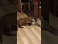 Cat trying to mate with a dog - crazy