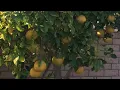 How to Grow Grapefruit in Your Own Backyard