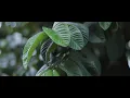 Jai Wolf - Starlight (feat Mr Gabriel) Music Video
