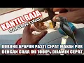 Download Lagu Cara Cepat Mengepurkan Burung || Kantil Raja || Srigunting || Cara Cepat Mengepurkan Semua Burung