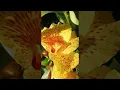 Download Lagu @Canna indica amarilla