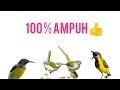 Download Lagu suara pikat burung betina_!! pangilan burung betina - prinjak lumut - sogok Otong - korlap .