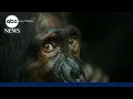 James Reed on Chimp Empire It makes you question what it means to be human ABCNL