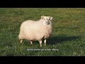 [ Lyrics - Sped up ] Walk thru fire - Vicetone ( ft. Meron Ryan )