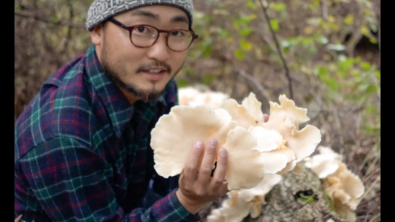 I FOUND A BIG CLUSTER OF WILD MUSHROOMS   Forage and Cook