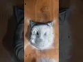 I repainted a Spirit Halloween Mask as Cartoon Cat