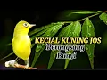 Download Lagu KECIAL KUNING JOS GACOR COCOK UNTUK MASTERAN KECIAL KUNING BIAR CEPAT BONGKAR