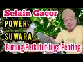 Download Lagu Tips Meningkatkan Power Suwara Perkutut Agar Lebih Lantang Dan Merdu @mangoendjoyochannel8053