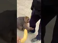 Download Lagu Don't go that close to XingXing🙈😬 #monkey #animalshorts #fight #china #animals #video
