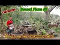 Download Lagu Cek harga bonsai iprik dll koleksi bang Junet Wa +62 822-2921-6079