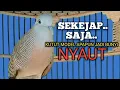 Lagu PANCINGAN PERKUTUT LOKAL GACOR memancing BUNYI jadi NYAUT ikut MANGGUNG jadi NGGAYER 