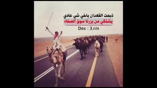 شيلة ذبحة القعدان ياخي شي عادي دندنها