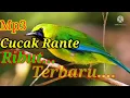 Mp3 cucak ranting/Rante ribut.cocok buat suara pikat.ampuh dn trbaru.