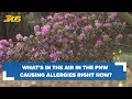 What s in the Pacific Northwest air causing your allergies right now HealthLink