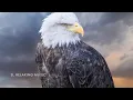 Majestic Bald Eagle Soothing Music for Relaxation and Serenity