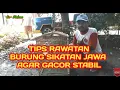 Download Lagu TIPS PERAWATAN \u0026 PENGGACORAN || BURUNG SIKATAN JAWA ||  Agar tetap STABIL