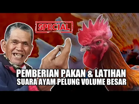 Download MP3 INI PENANGANAN SUPAYA SUARA AYAM PELUNG PANJANG VOLUME BESAR  | PAKAN & PERAWATAN AYAM PELUNG