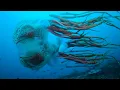 Only known footage of rare jellyfish