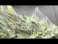 Spider Mites Do we Trash Freeze or Dry