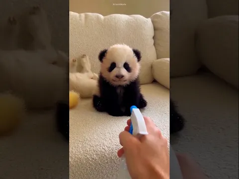 Little Panda Did Something That Shocked Everyone! 😳