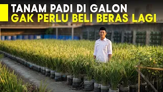 GAK PERLU BELI BERAS LAGI GALON BEKAS BISA DISULAP JADI SAWAH MINI DI PEKARANGAN