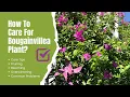 Lagu Verzorging van bougainvillea: tips voor groei, snoeien en overwinteren; alles wat u moet weten