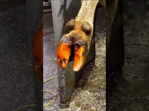 Proper Cow Hoof Care #cow