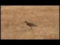 Curlews - the conservation work to increase their numbers in the UK