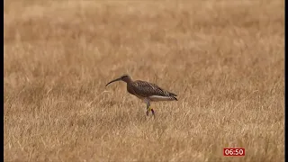 Curlews - the conservation work to increase their numbers in the UK