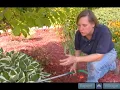 How to Reduce Shock When Transplanting Hostas