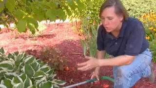 How to Reduce Shock When Transplanting Hostas