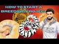 How To Start A Ball Python Breeding Project BEGINNER S GUIDE