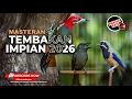 Lagu 🔴 Live Masteran Kekinian 2026 Cucak Cungkok Gacor Kunti vs Srigunting Gacor Cililin Pelatuk Bawang