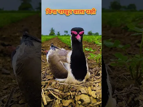 कभी पेड़ पर ना बेठने वाला पक्षी 🤯 बिना नाखून वाला पक्षी - टिटहरी 🤯#shorts #shortsvideo