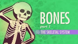 Download The Skeletal System: Crash Course Anatomy \u0026 Physiology #19 MP3