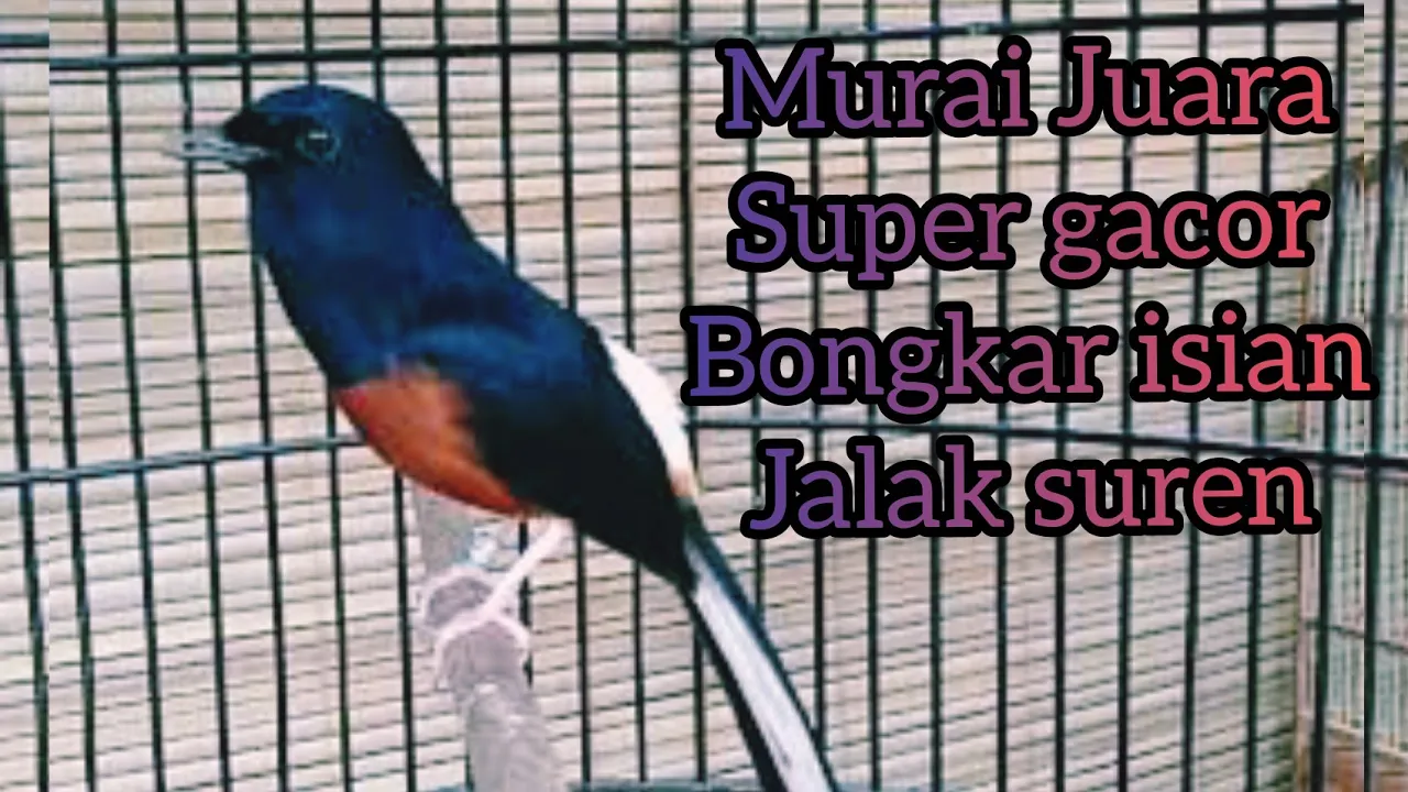 pikat burung murai batu di dalam hutan Video ini sudah mendapatkan izin dari pemilik nya, silahkan k. 