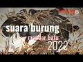 Download Lagu suara burung mandar batu super ampuh terbaru