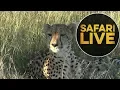 safariLIVE - Sunset Safari