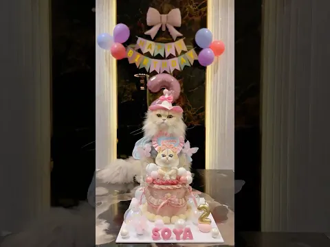 😼: HAPPY BIRTHDAY KEDELE BANTET 🎉 #funnyvideo #cat #kucinglucu #birthdaycat #comedy