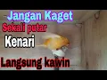 Download Lagu Suara pancingan agar kenari cepat kawin, di jamin langsung kawin