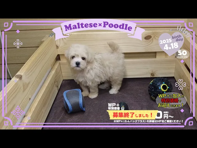 動画