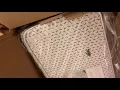 Lacoste sheet sets on sale at Macys run