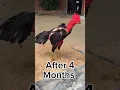 Download Lagu After 4 months #aseelmurga #aseelmurgafarm #chickenbreeds #myfarmupdateaseel #chicken #chickentypes