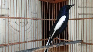 masteran kacer dada hitam agar ngerol ngeplong sepanjang hari