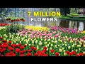 Lagu The World's Biggest Flower Garden | 4K Walk in Keukenhof Netherlands 🇳🇱