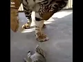 Download Lagu Kucing vs harimau Gelud