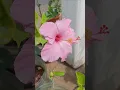 Lagu பார்க்கப் பார்க்க பிடிக்கும் 🩷#rareflowers#hybridhibiscus#terracegarden#gardening #hibiscusflowers