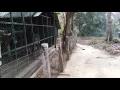 Langur of Sepahijala
